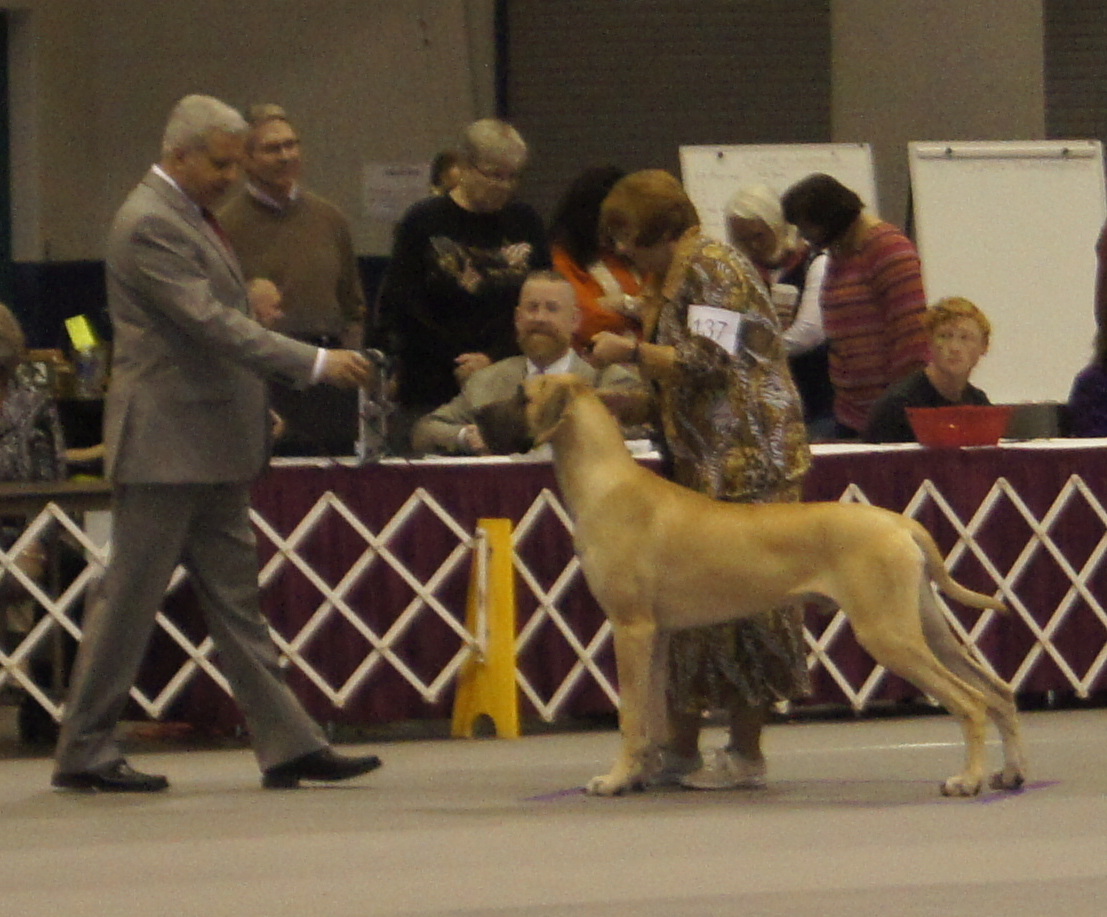 Baker at the national in 9-12 fawn puppy class