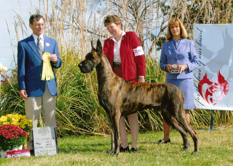 Hudson placing 3rd in the open brindle class at the national.