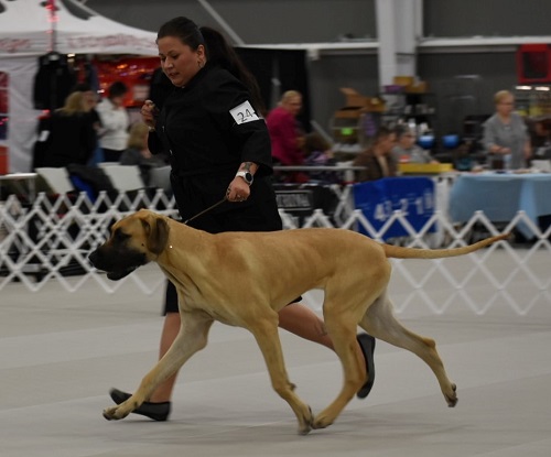 Lizzie at Purina in the ring