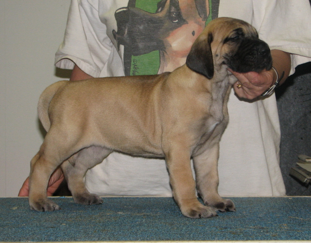 fawn girl at 4 weeks old.