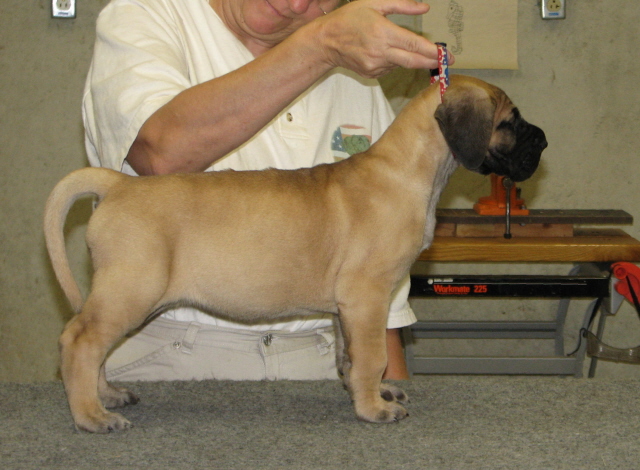 fawn girl at 5 weeks old.