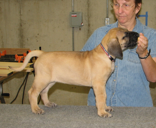 fawn girl at 6 weeks old.
