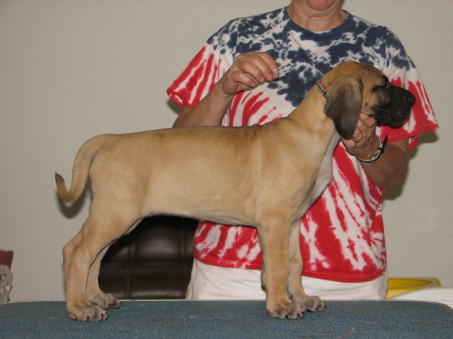 fawn girl at 7 weeks old.