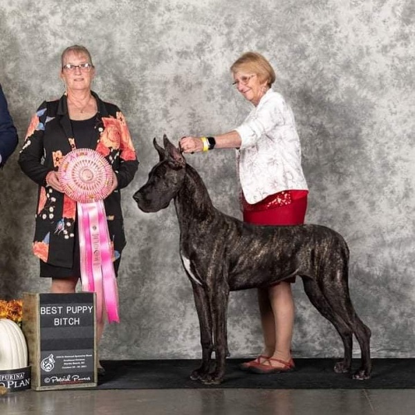 Amelia Best Puppy Bitch in Futurity