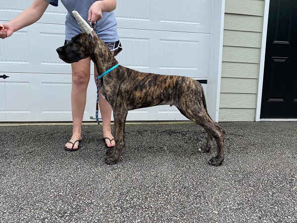 Atlas at 3 months old