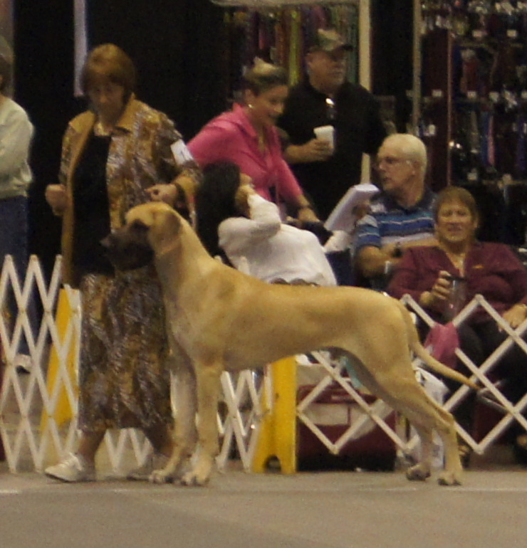 Baker at the national in 9-12 fawn puppy class