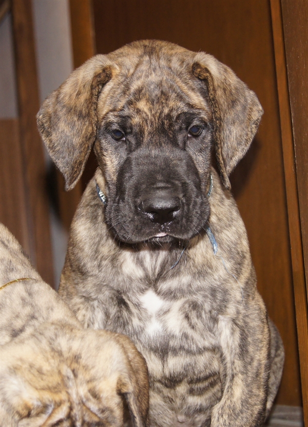 Gunnie Head 7 weeks old.