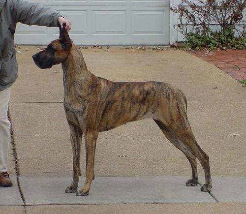 Striped best sale great dane