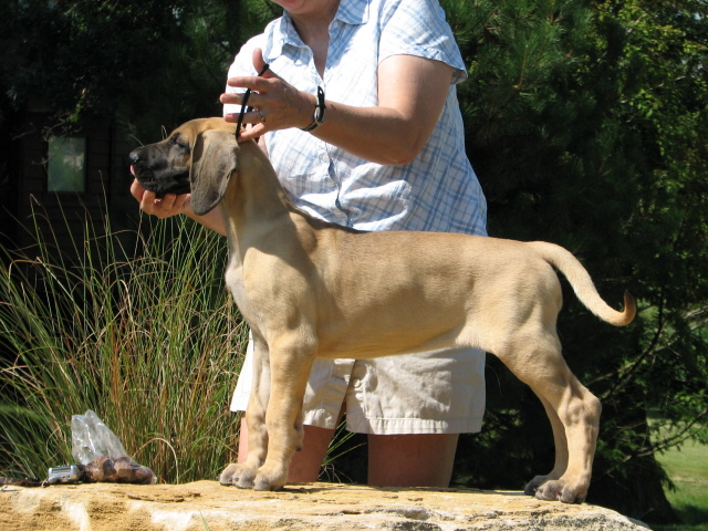Choice at 9 weeks old.