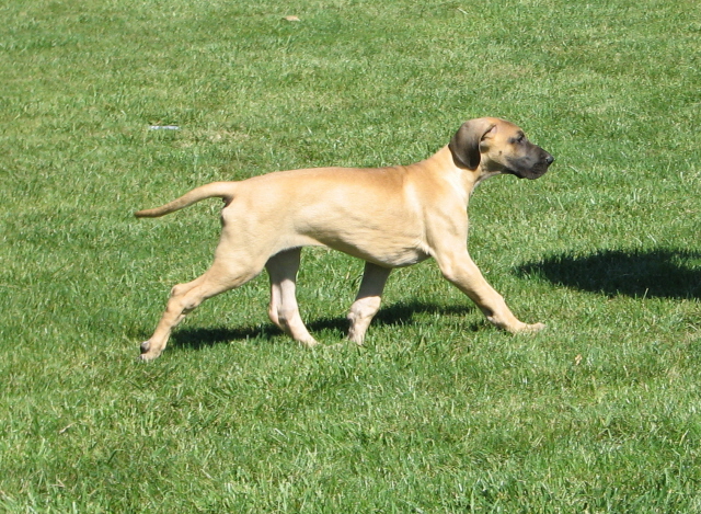 Choice side movement at 11 weeks old.