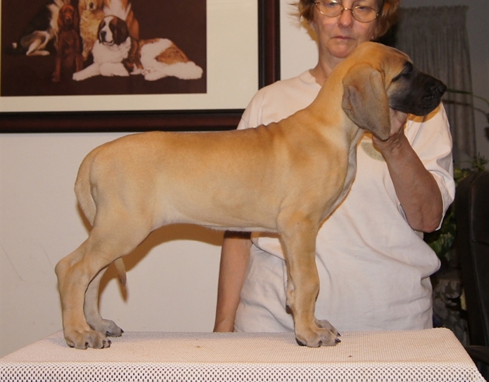 Crunchie stacked at 8 weeks.