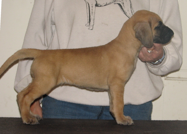 Reese at 5 weeks.