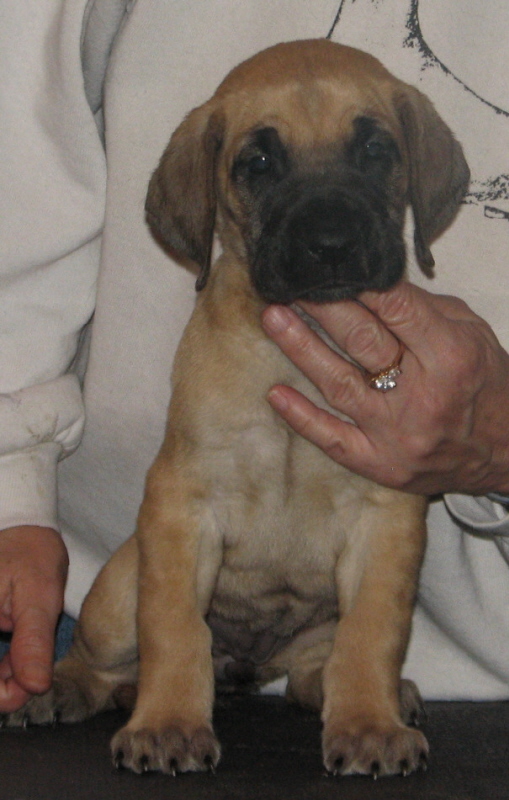 Reese Head at 5 weeks.