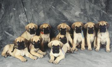 Tori and Victor puppies at 6 weeks photo courtesy of Winged Womyn productions. St. Louis, Mo.