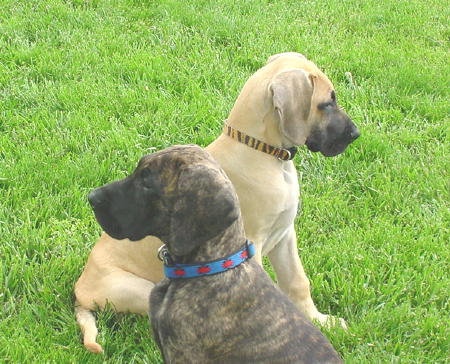 Diva and Stryka at 11
weeks old