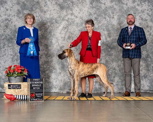 Doria 1st 6-9 brindle class