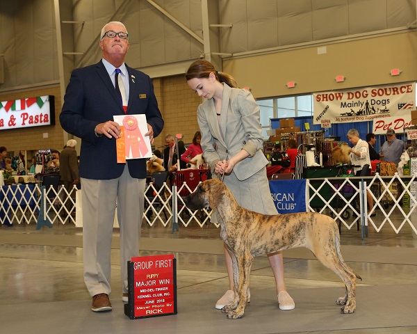 Doria winning a 4-6 month puppy group 1 under Steve Keating with Cecily!!