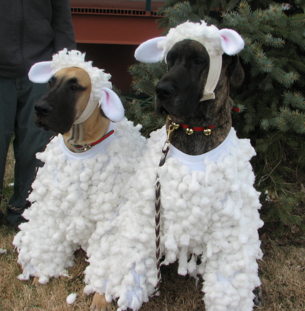 Glory and Doc dressed as sheep.