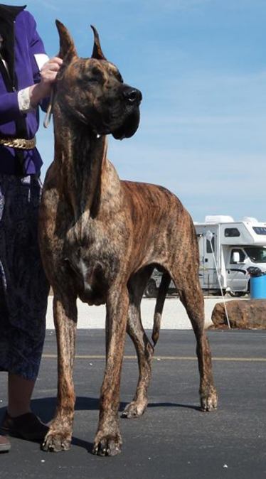 Gunnie at 15 months old in the ring.