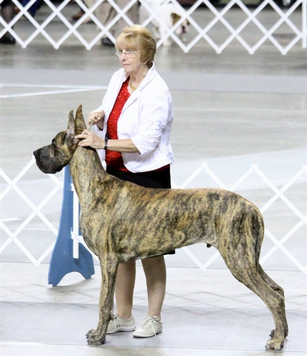 Gunnie at 9 months old in the ring.