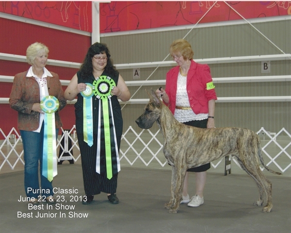 Gunnie at 9 months old going Best In Show.