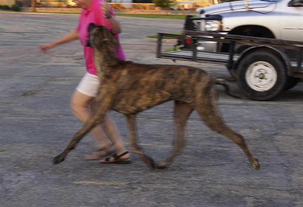 Gunnie at 9 months old in the ring.