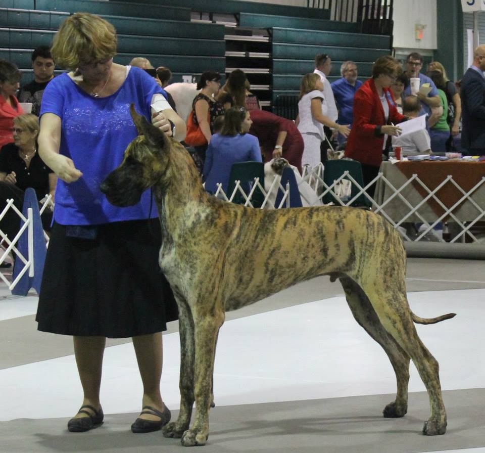 Henry at 9 months old in the ring.