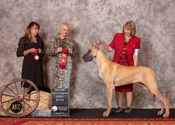 Laney 2nd in BBE Pup at 2022 national