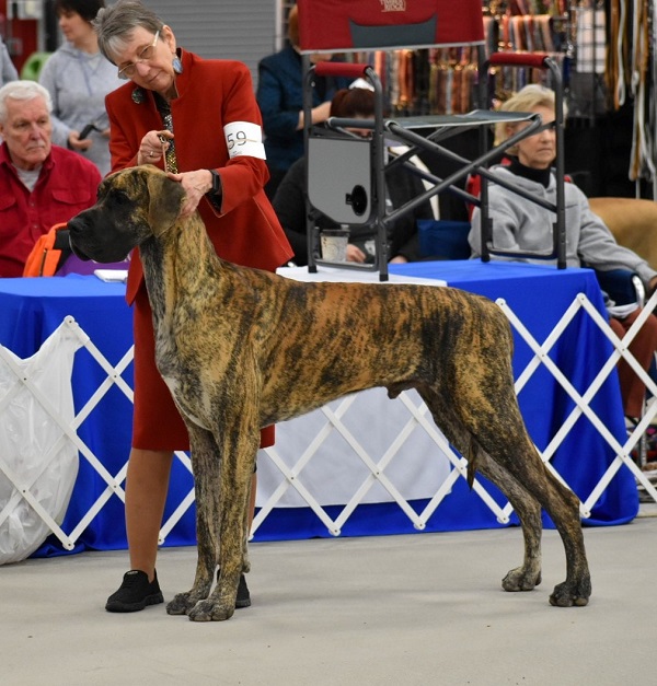 Leo Movement in the ring