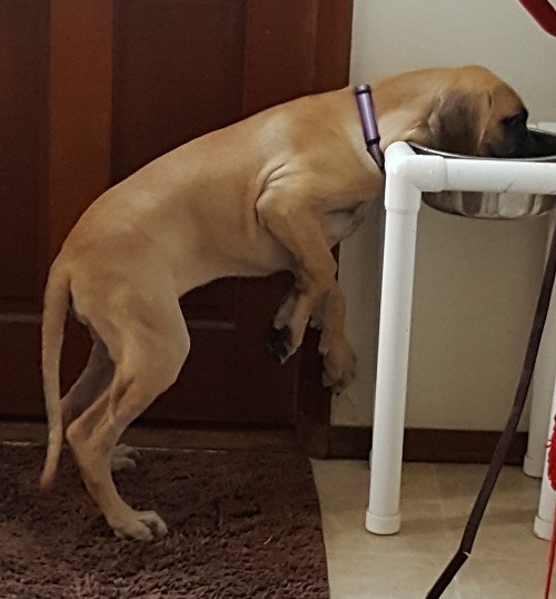 Lizzie at the water bowl!