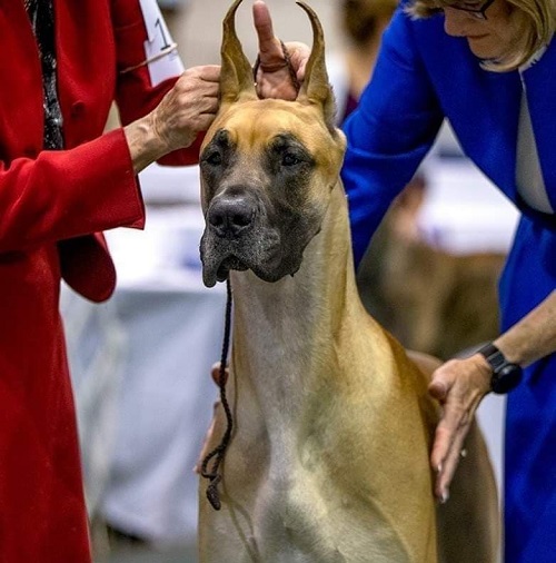 Portia at the national