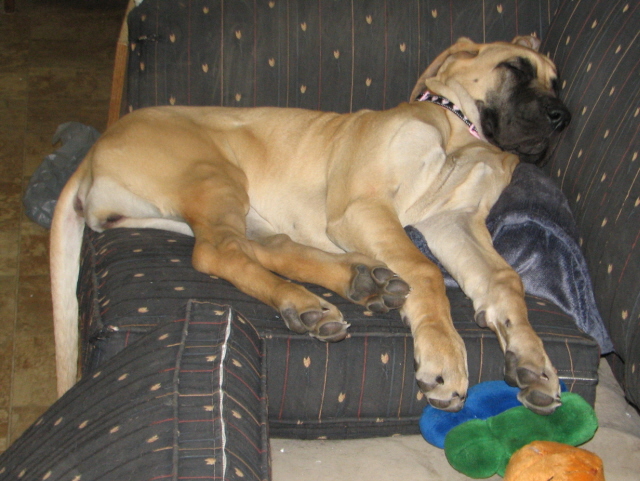 Reese on the couch at 4 months.