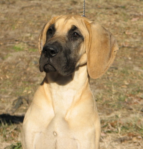 Reese Head at 4 months.