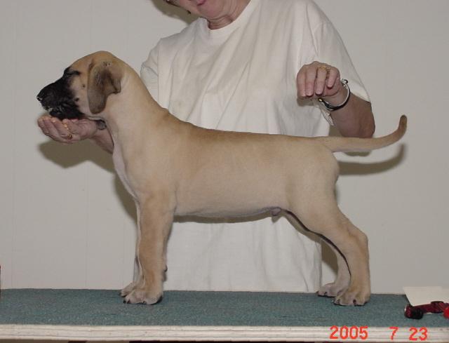 Doc stacked at 7 weeks old.