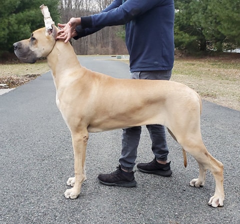 Scarlet 1 year