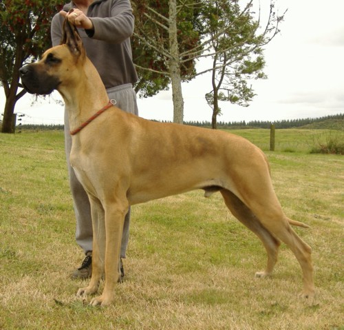 Stryka stacked at 2 years old