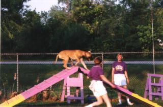 Agility A-frame at 5 mos old