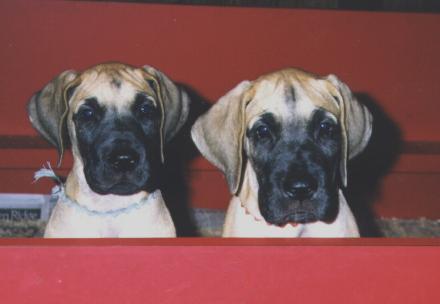 Desi and Victor at 7 weeks