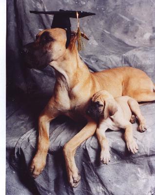 Adult and puppy training available