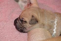 Teddy with mom Tori at 5 days old